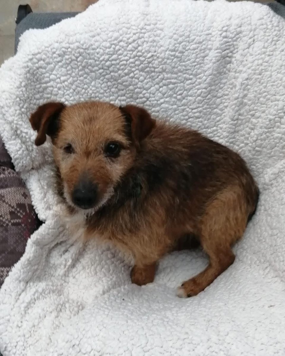 Animal Adoptions UK 🐕🦺🐈🐎❤️ tweet media