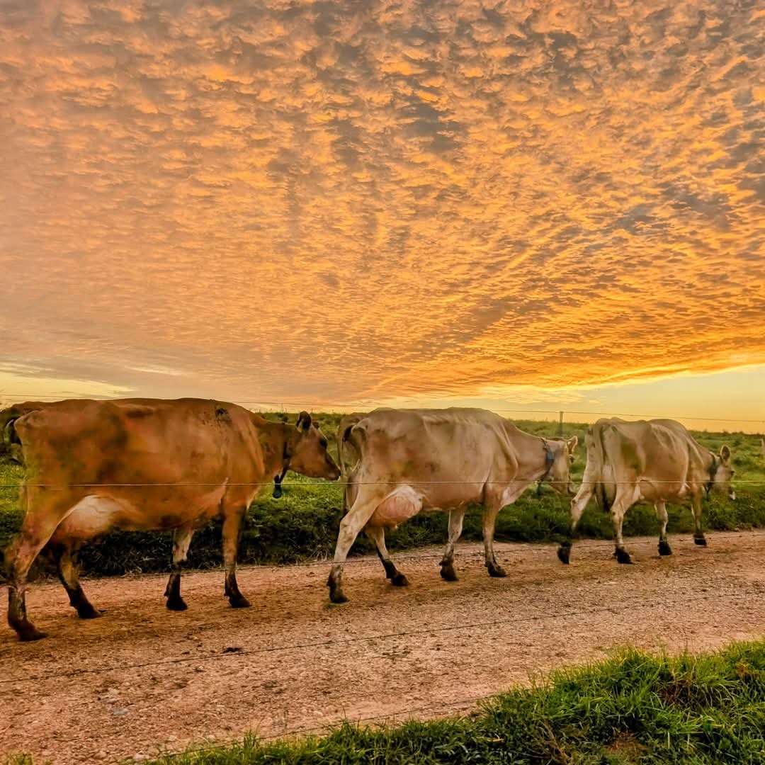 Another colourful sunrise on the farm this morning