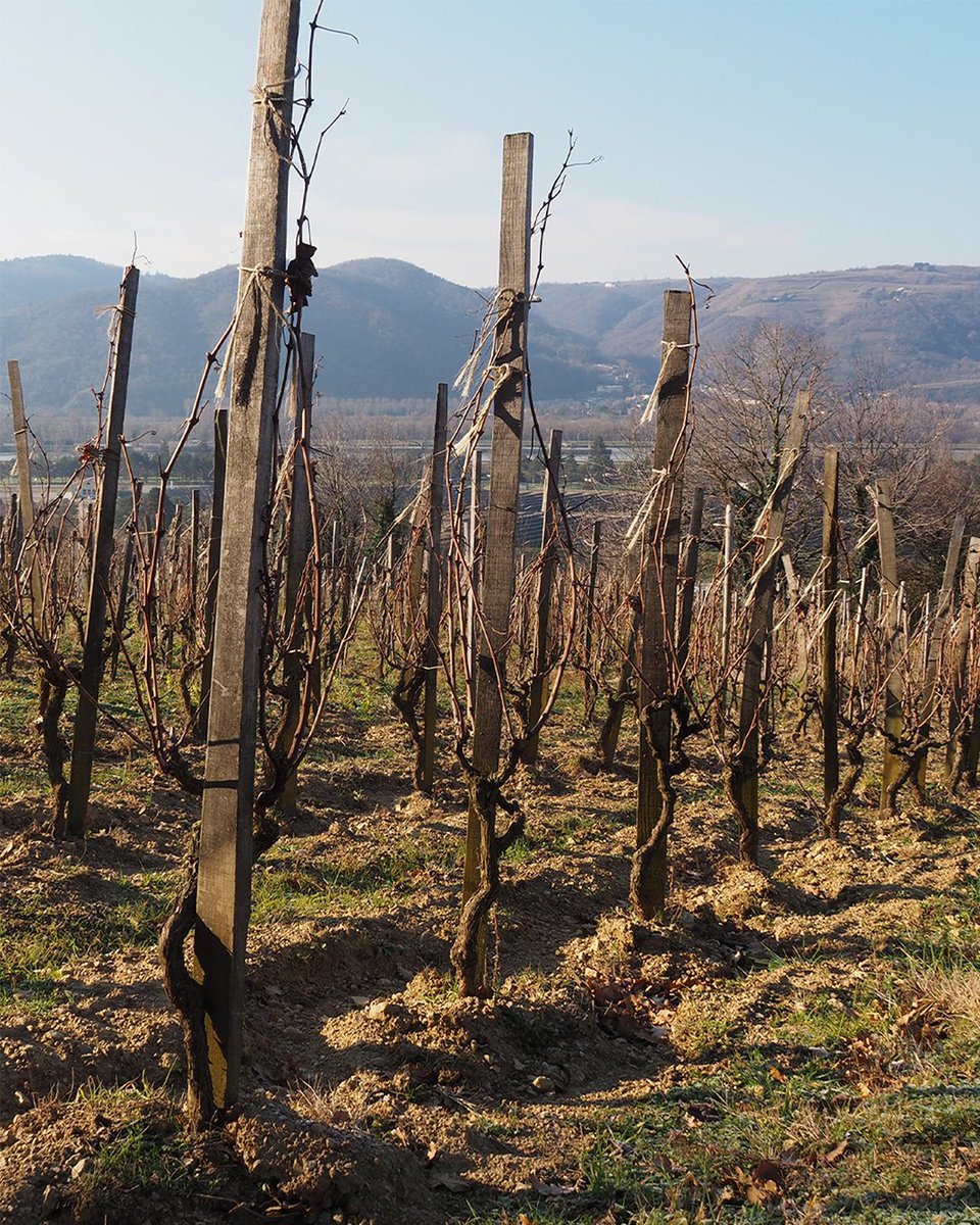 Maison M. CHAPOUTIER tweet media