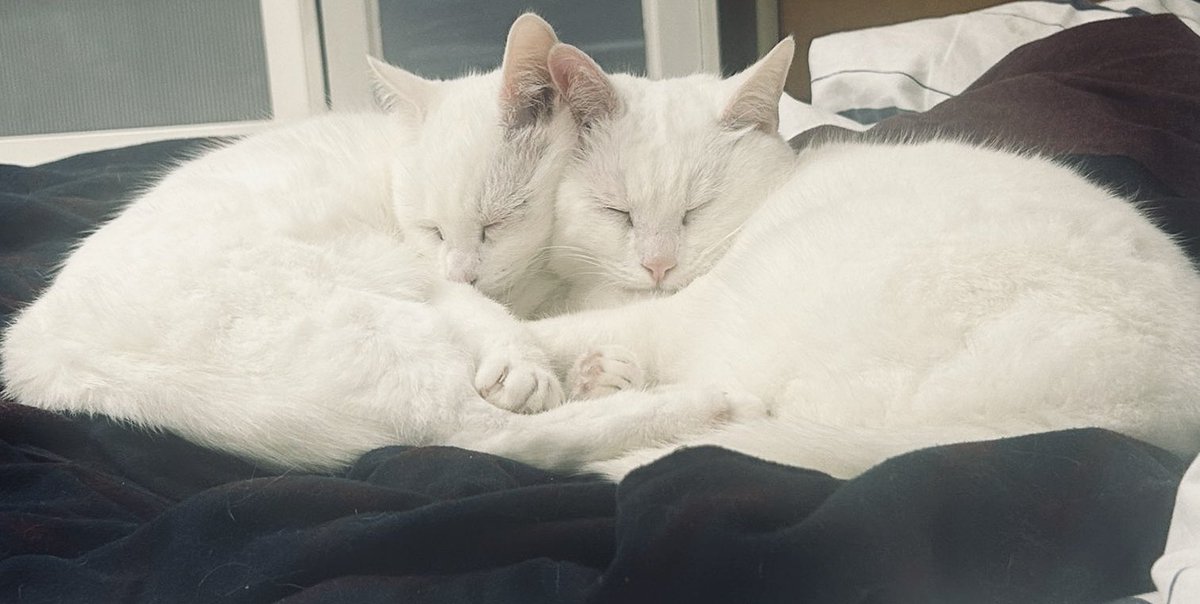 These are the cutest white boys ❤️ Leo and Arthur 🐈‍⬛❤️ #pusscats #cat #brothers #love
