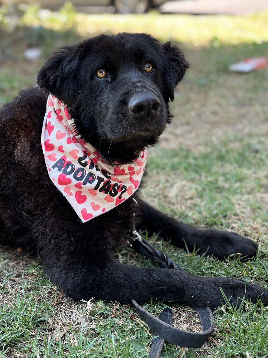 HELA_MORE's tweet photo. Aún nadie pregunta por nuestro hermoso Panchito 🥺

Se están perdiendo de tener a un perrito súper guapo,amoroso y dulce en casa.
Es como un mini osito 🙈

Tiene 10 años,talla grande,ya se vacunó y estamos en proceso de la esterilización.
Estamos en CDMX https://t.co/9RckG0VgQt