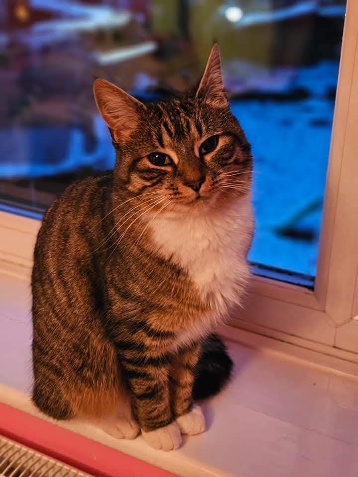 SummerRoseApril's tweet photo. 16 month old Female Cat called Willow missing from Park Hall area of Stoke on trent since 12th Dec 2024 please check sheds and Garages ect please contact @HannahHallam2 if anyone sees her or has taken her in please message my friend or me. https://t.co/prTrtL90z0