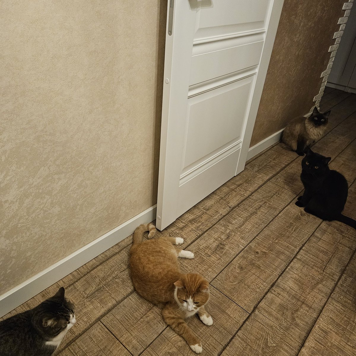 snofmstr's tweet photo. Котокафе (я уже два месяца живу у мамы, потому что у меня ремонт) https://t.co/CCW0ndMjuw