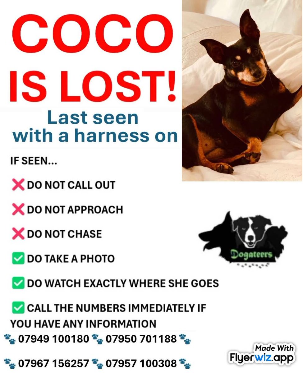🐕COCO has gone missing in Pets at home #Stevenage area. She is very Nervous, very small &amp; had her harness on. Can people please check ring doorbell/CCTV footage, mainly in the pets at home, Costco, Meadway, Fairview Road &amp; Ditchmore lane areas.
If seen, do not chase/try to catch