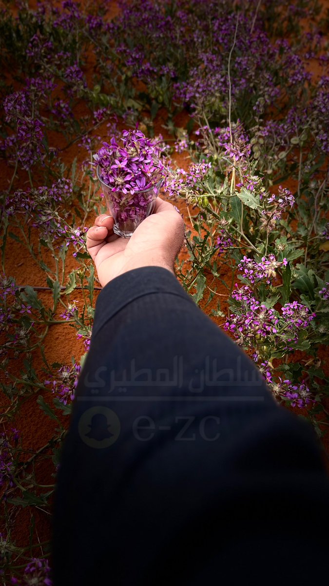 e8zcc's tweet photo. خزامى https://t.co/z9VC4bq7eR