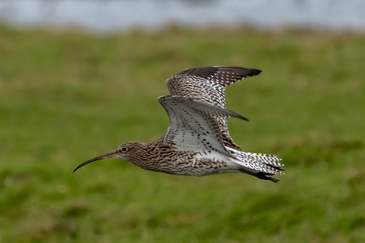 Got to love a Curlew! #rspb