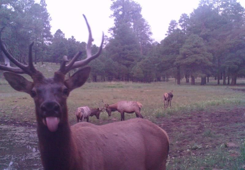 deer  are  naturally  silly