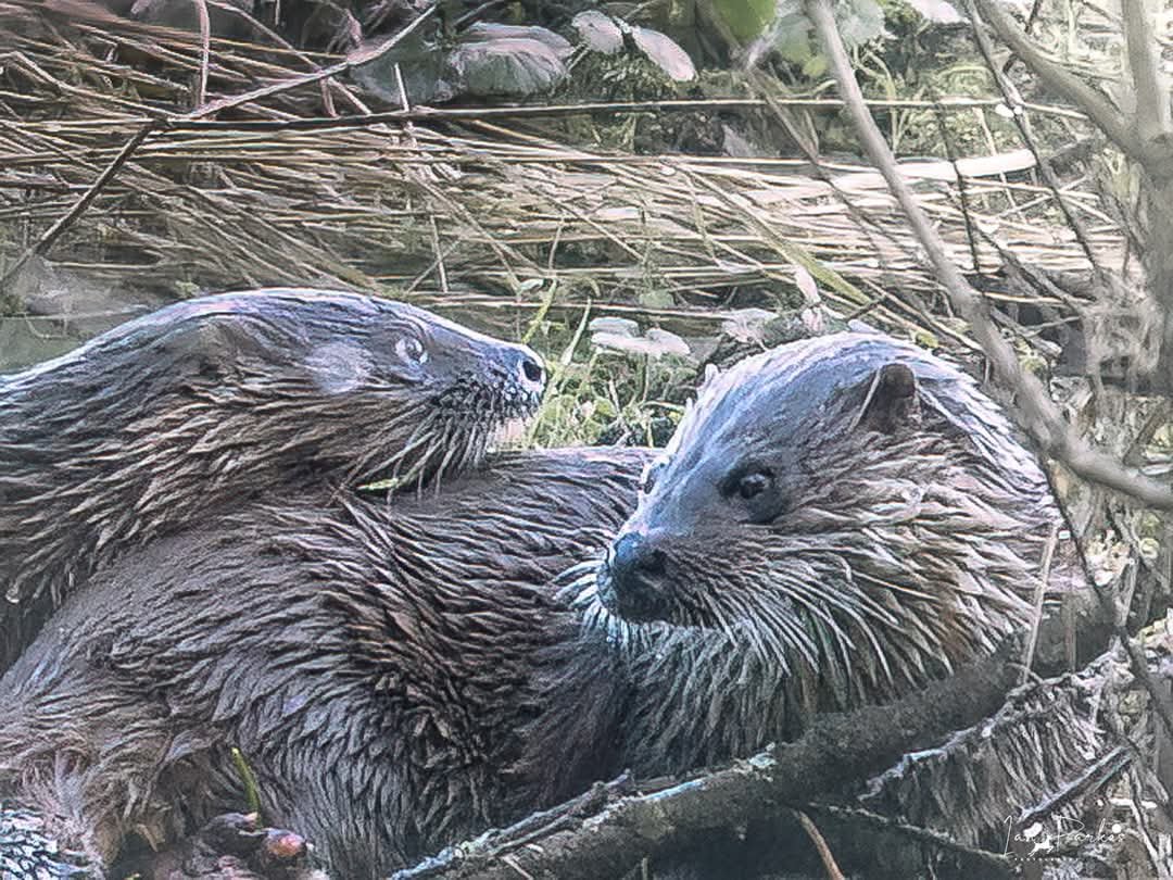 Ian Parkes (@bigkiddaddy1) on Twitter photo Otterly amazing view of the otters Saturday.
#wildlifephotograghy #NaturePhotography #naturelovers #BBCWildlifePOTD <a href="/BBCWinterwatch/">BBC Winterwatch</a> Otterly amazing view of the otters Saturday.
#wildlifephotograghy #NaturePhotography #naturelovers #BBCWildlifePOTD <a href="/BBCWinterwatch/">BBC Winterwatch</a>