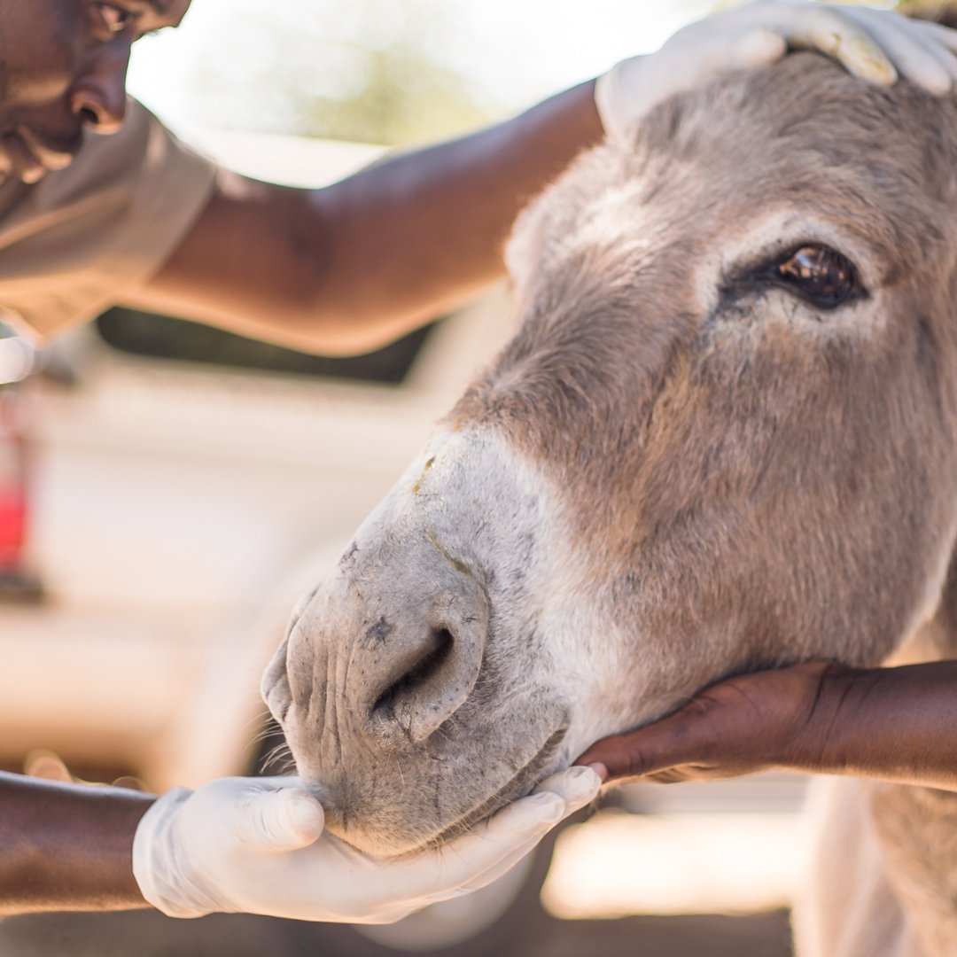 Did you know that we provided veterinary treatment to 75,948 working animals in Zimbabwe last year? Some of the most common issues treated by our team, via our eight SPANA centres and clinics, are harness wounds, hoof problems, eye conditions and parasites.