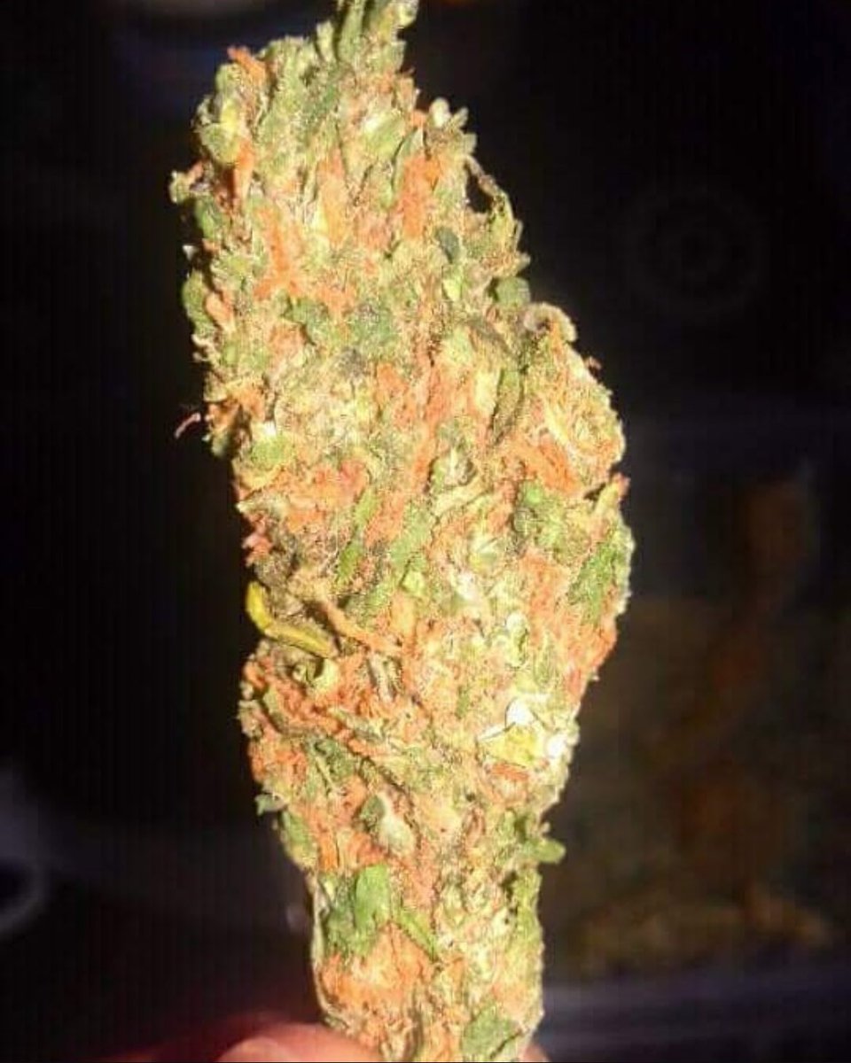 Fernand49034227's tweet photo. Fruta 🍑🍏🍌
#FireOG🔥 #haze #ganja #sinse https://t.co/8ezBULCryi