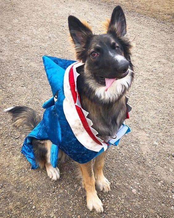 My appearance may be different from other dogs, but that doesn’t mean I give up. I always aim to live a purposeful life and hope to be acknowledged.