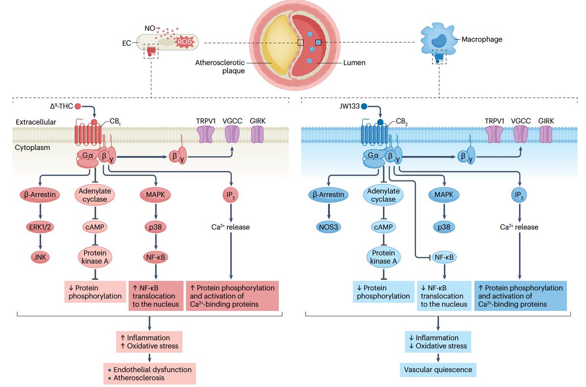 🫀 THREAD: Cannabis and Cardiovascular Disease 🫀
As cannabis use skyrockets globally, its potential cardiovascular risks are coming to light. Here are the highlights from the @NatureReviews article “Clearing the Haze” 🧵👇

1/ Cannabis consumption is rising 🌍
With widespread