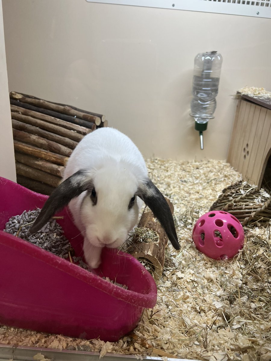 DeePointWillow tweet media