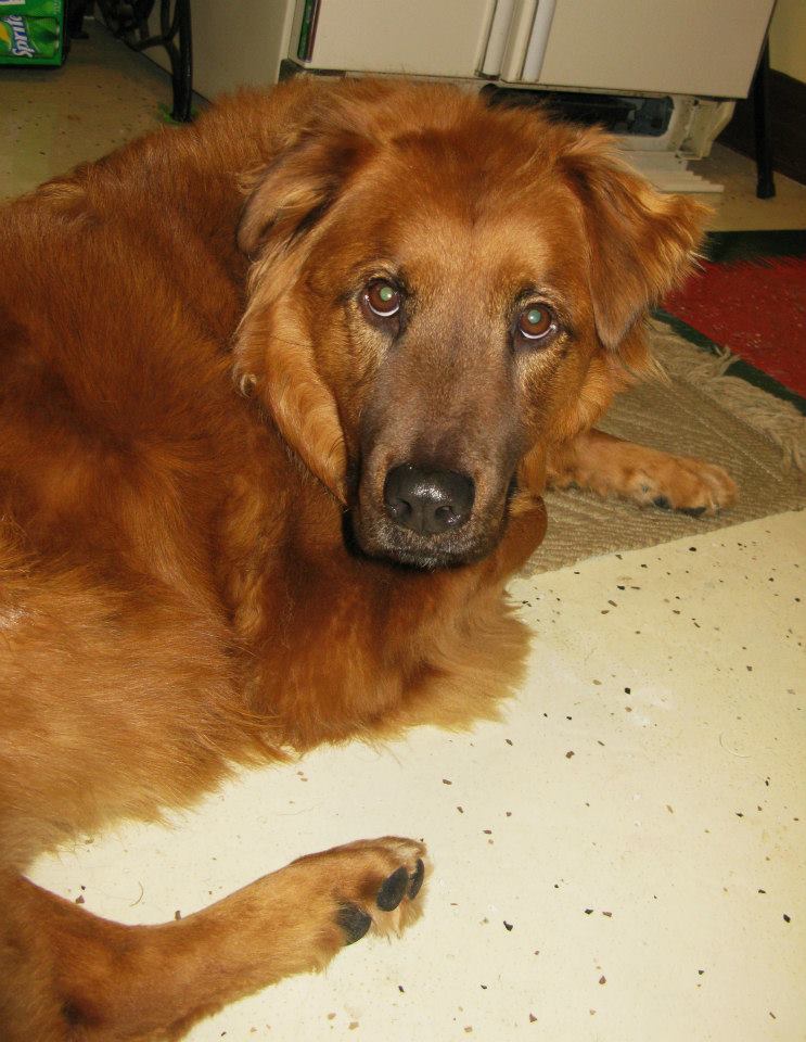 I lost my dog Gus almost 2 years ago. 

We rescued him when he was 3. 

He came from abuse, but it didn't break him. 

He was the kindest, most gentle puppy. 

He didn't care about food much and never fetched if I threw a ball or had any interest in toys. 

All he wanted was to