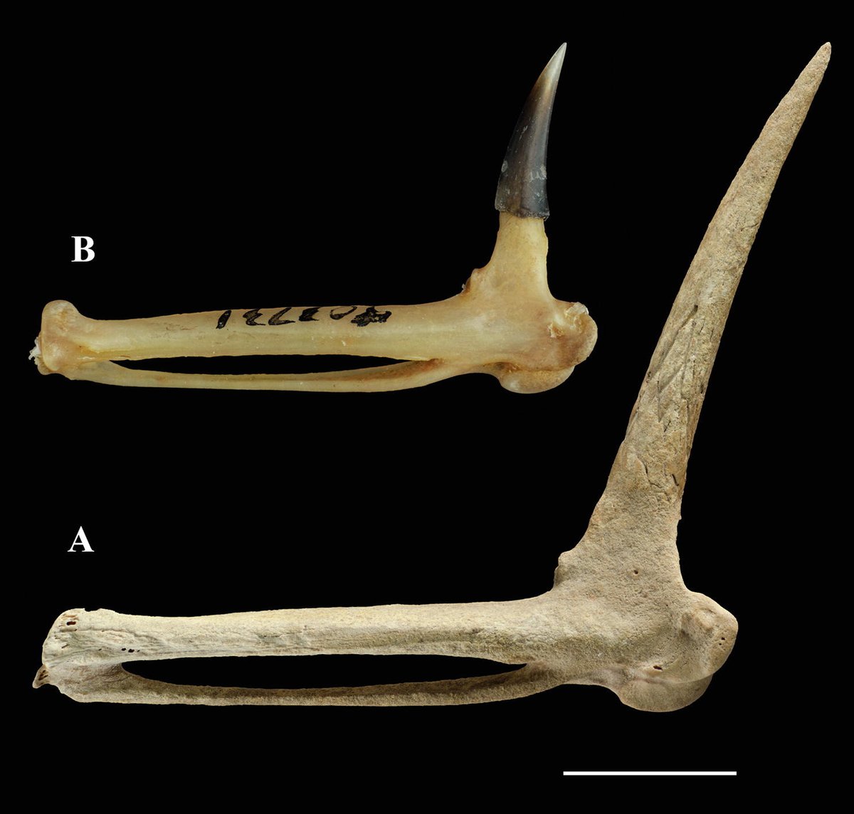 Alberta Claw (@albertonykus) on Twitter photo Yearly roundup time for new research in maniraptoran paleontology, anatomy, and evolution! What were everyone's favorite maniraptoran discoveries of 2024? albertonykus.blogspot.com/2025/01/review… (📷<a href="/ChiappeLuis/">Luis M. Chiappe</a> et al., Stiller et al., <a href="/Blokoweka/">Jacob C. Blokland</a> in <a href="/Phoebyornis/">Dr Phoebe McInerney</a> et al., Goodman & Rasolonjatovo) Yearly roundup time for new research in maniraptoran paleontology, anatomy, and evolution! What were everyone's favorite maniraptoran discoveries of 2024? albertonykus.blogspot.com/2025/01/review… (📷<a href="/ChiappeLuis/">Luis M. Chiappe</a> et al., Stiller et al., <a href="/Blokoweka/">Jacob C. Blokland</a> in <a href="/Phoebyornis/">Dr Phoebe McInerney</a> et al., Goodman & Rasolonjatovo)