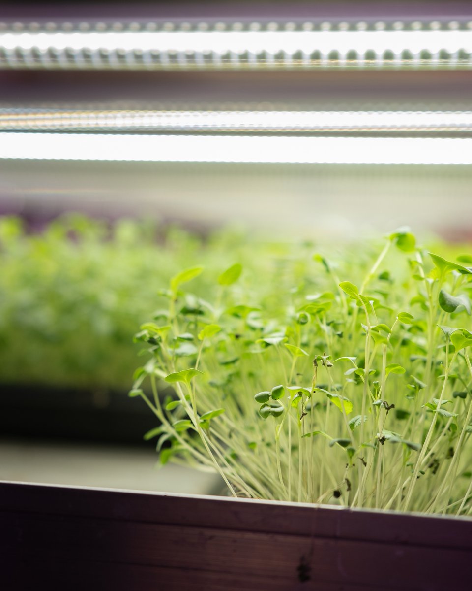 Add some fun &amp; flavour to your meals with #microgreens from #NewBrunswick ! These tiny plants pack a punch of freshness &amp; nutrition that's sure to liven up any dish. #buylocalfodgood #CdnAg #itsgoodcanada