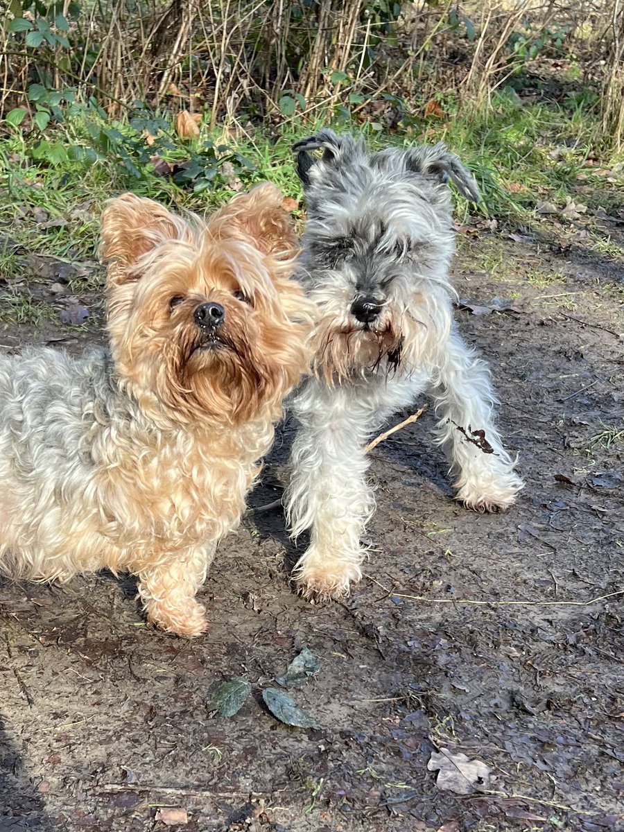 Made a new three legged friend to day, say hello to Archie 🥰 🐾🐾🐾