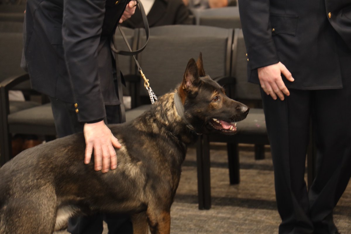 nassaucountypba's tweet photo. Police Officers Timothy Obanhein and Anthony Romanello with the help of K9 Winchester were selected as this month's #TopCops for their quick response in safely taking four suspects into custody who fled the scene of an attempted burglary in #Woodmere https://t.co/83V3WaOsqT