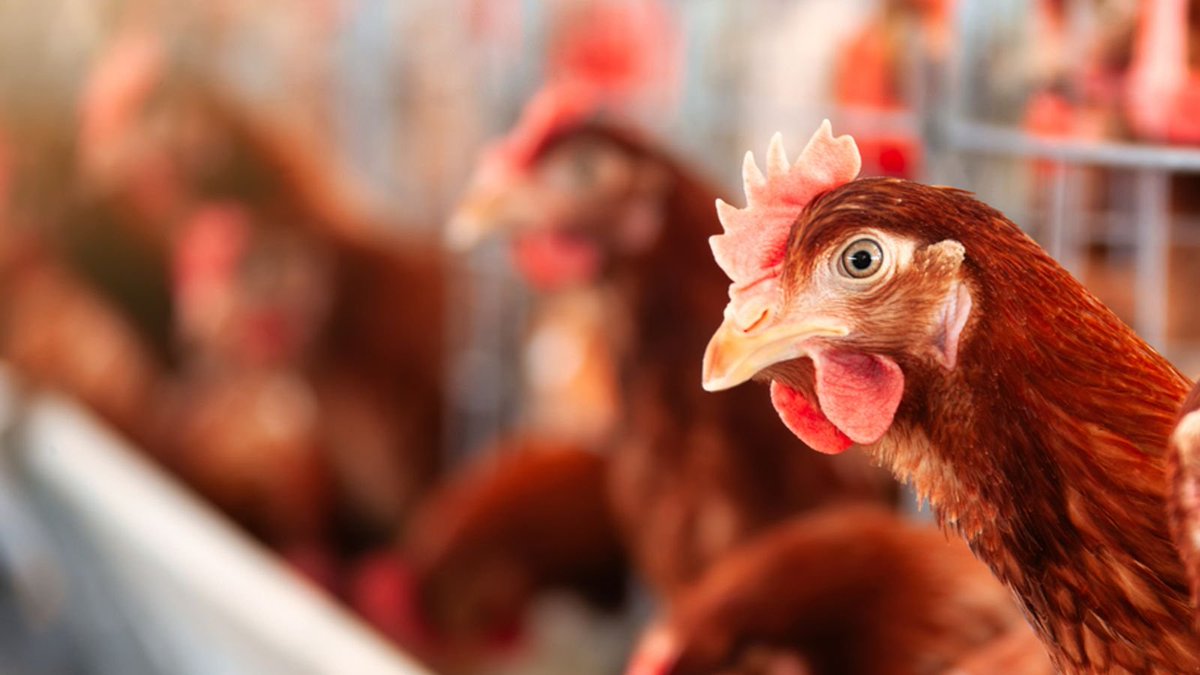TeesriJungNews's tweet photo. HUMAN CASE OF #BIRD_FLU DETECTED IN #UK’S WEST MIDLANDS https://t.co/902ssmpdf4 https://t.co/LEAby8iarS