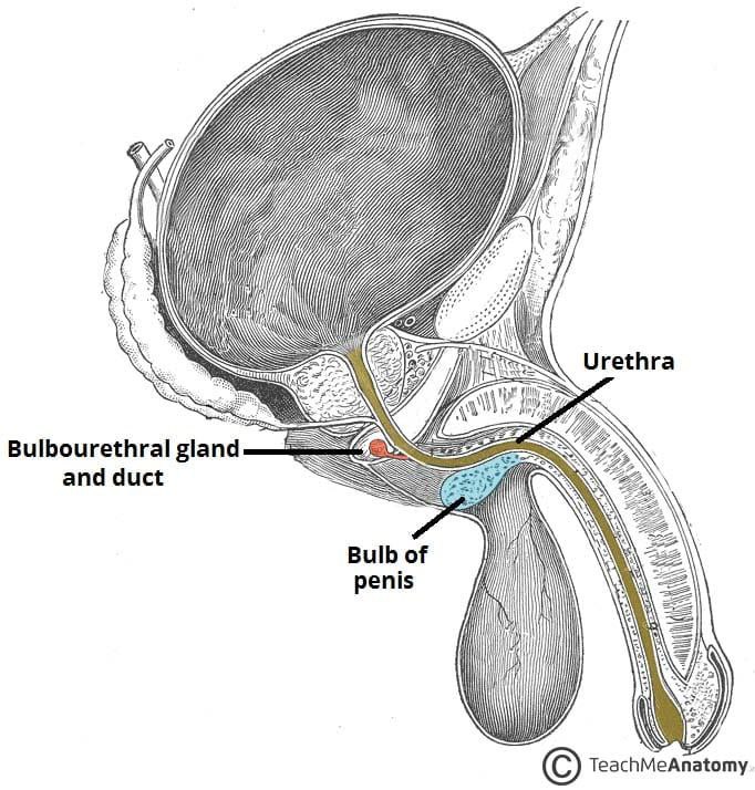 amerix's tweet image. The pink organ in that diagram is known as THE COWPER&apos;S GLAND or the BULBOURETHRAL GLAND.

This organ secrets a mucoid fluid that neutralizes the acidic nature of urine in the urethra. 

This fluid also lubricates and cleanses the urethra before ejaculation. 

In young men, they…