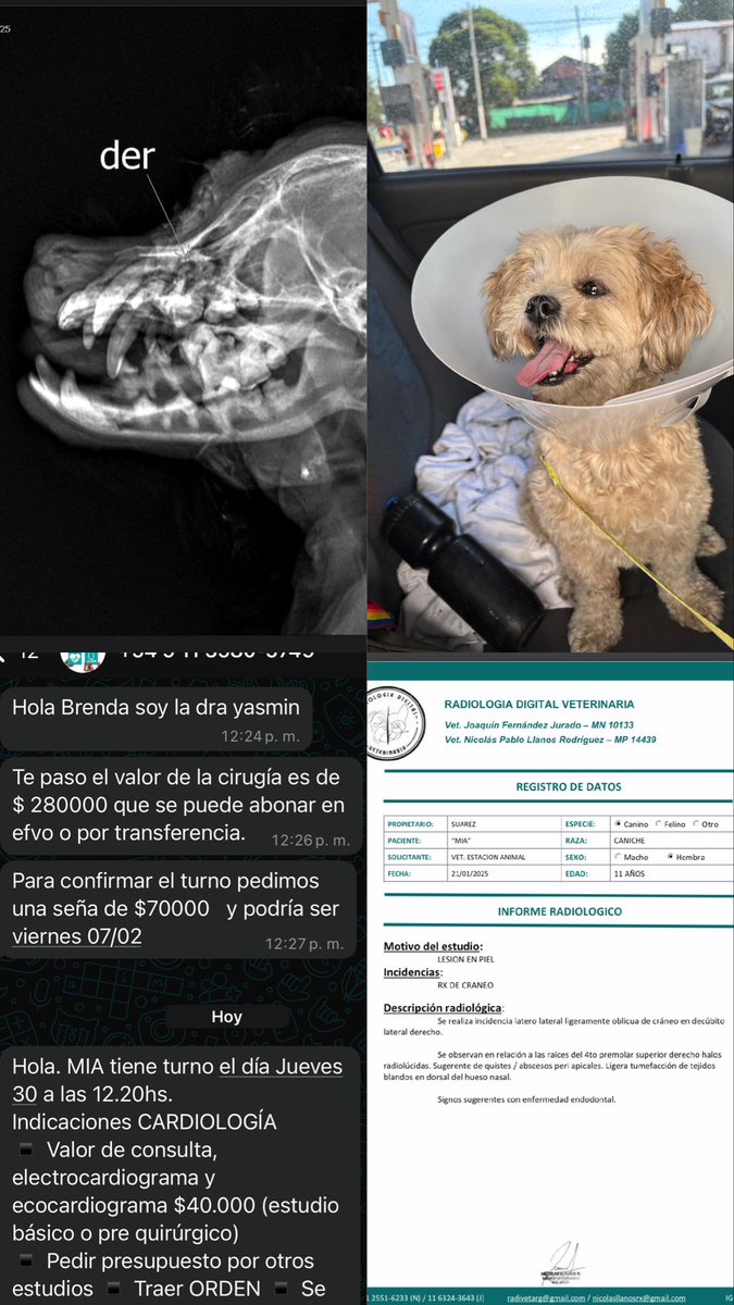 x_Maipi's tweet photo. Estoy haciendo una rifa para poder operar a mi perrita😭🤍 
Tengo que juntar casi $400.000 y hoy en día no dispongo de esa plata, si alguien quiere ayudarme le estaría atentamente agradecida🫶🏽

Alias: Brenda.magali.99 https://t.co/IuJIXyZOO7