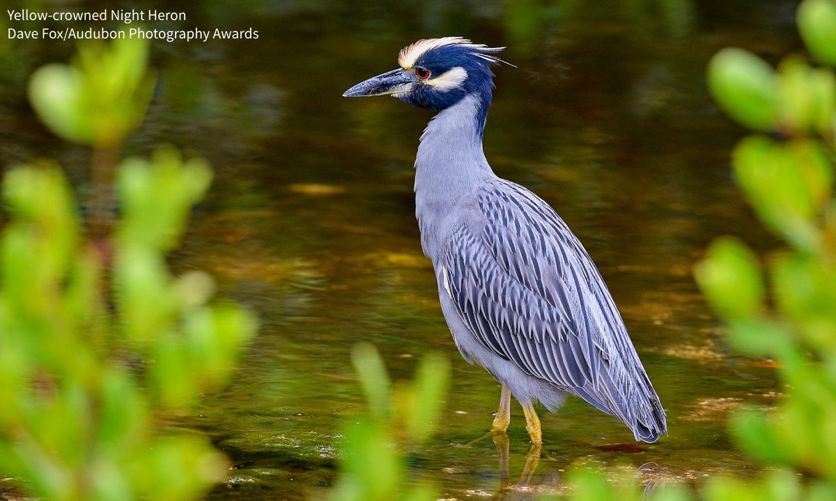 Audubon Society tweet media