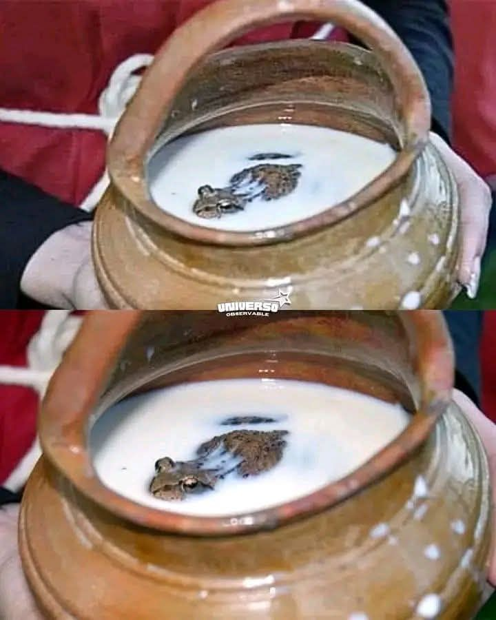 InformaCosmos's tweet photo. En Rusia, antes de que existiera la refrigeración, se conservaba la leche fresca colocando ranas marrones vivas dentro de los baldes. Años después, el científico Albert Lebedev descubrió que la piel de estas ranas libera compuestos antimicrobianos que ayudaban a mantener la leche libre de bacterias.