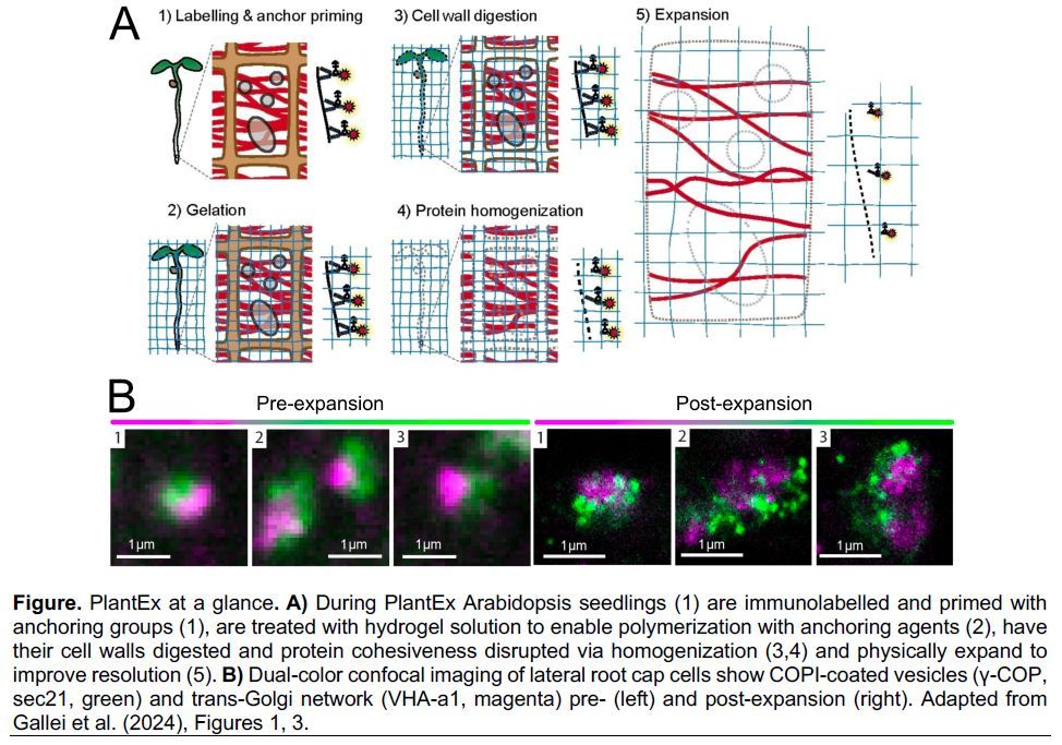The Plant Cell tweet media