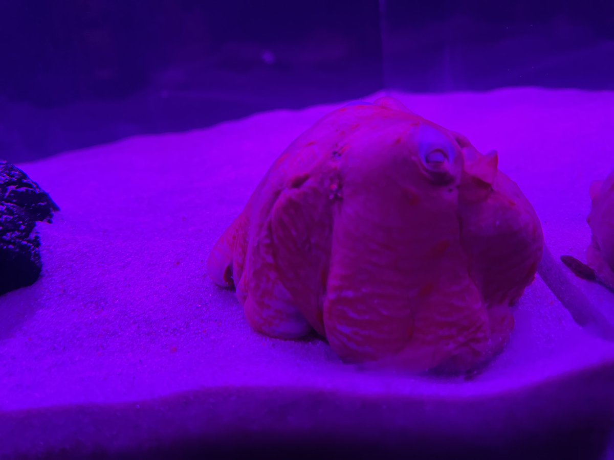 【仙台うみの杜水族館】

な、なんと？！深海のアイドル「メンダコ」を深海ラボにて緊急展示！！

なかなか飼育が難しい種ですので、生物の状態により、展示が中止となる可能性がございます。

#s_uminomori #メンダコ