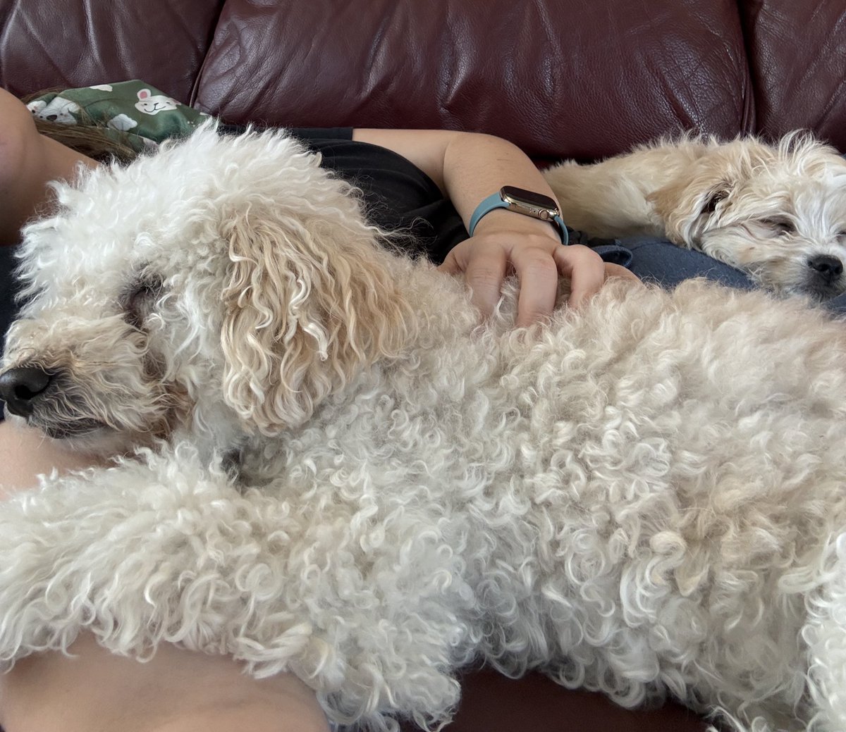 The other reason I’ve been quiet: We got a puppy 😍