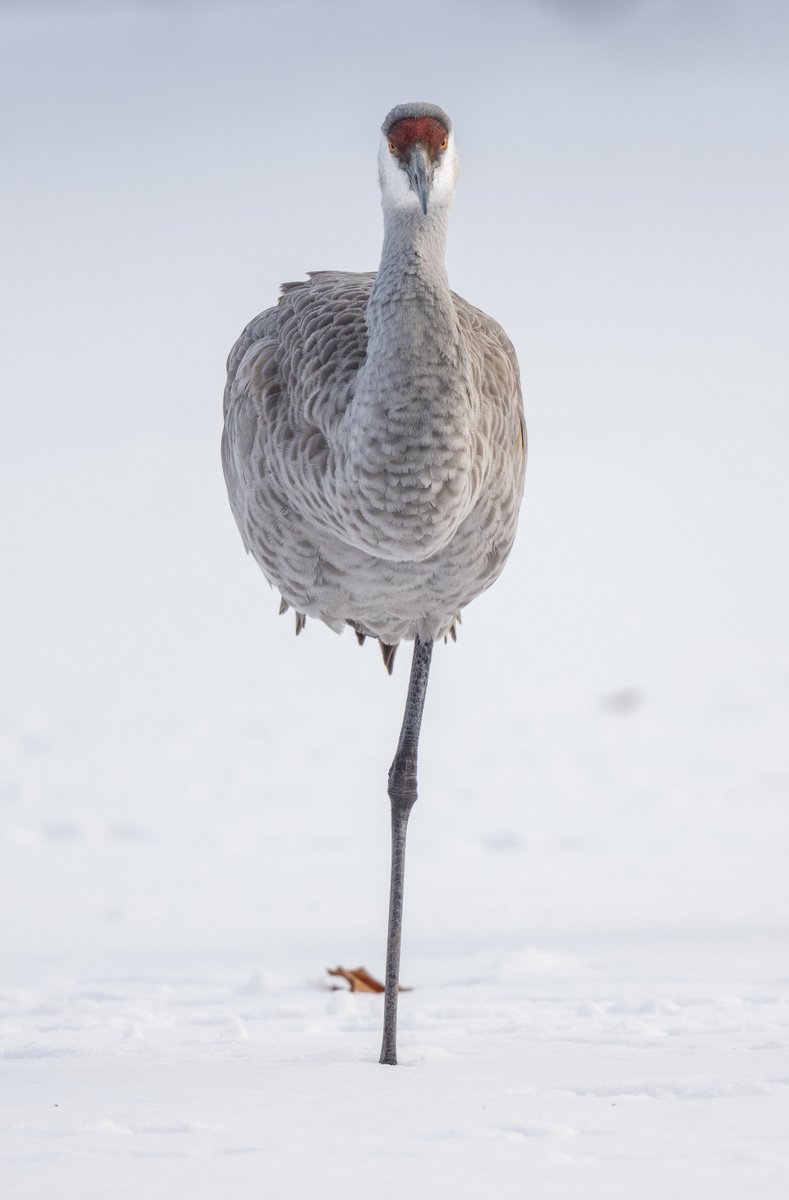 JocAPhotography's tweet photo. A Sandhill Crane looks unamused at the snowy and cold weather while tucking in a leg to try to stay warm. https://t.co/vqKfJJuLRe