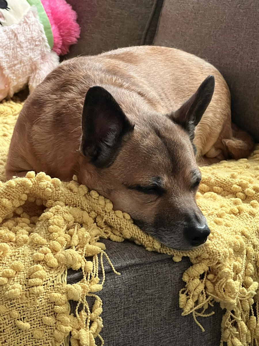 EmmieEtude's tweet photo. Pls help I have a 2.5k vet bill to pay now 🥲 my baby is going to have an emergency surgery on Friday, and I’ve been an emotional wreck.

 I need as much work as I can get… https://t.co/sNcvTk9j4O
