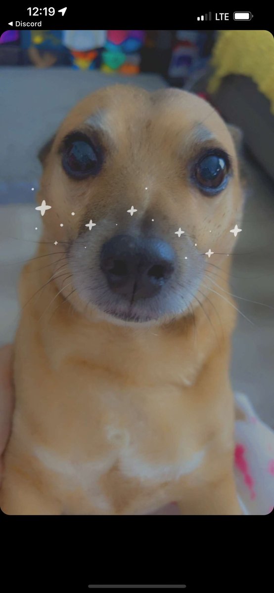 EmmieEtude's tweet photo. Pls help I have a 2.5k vet bill to pay now 🥲 my baby is going to have an emergency surgery on Friday, and I’ve been an emotional wreck.

 I need as much work as I can get… https://t.co/sNcvTk9j4O