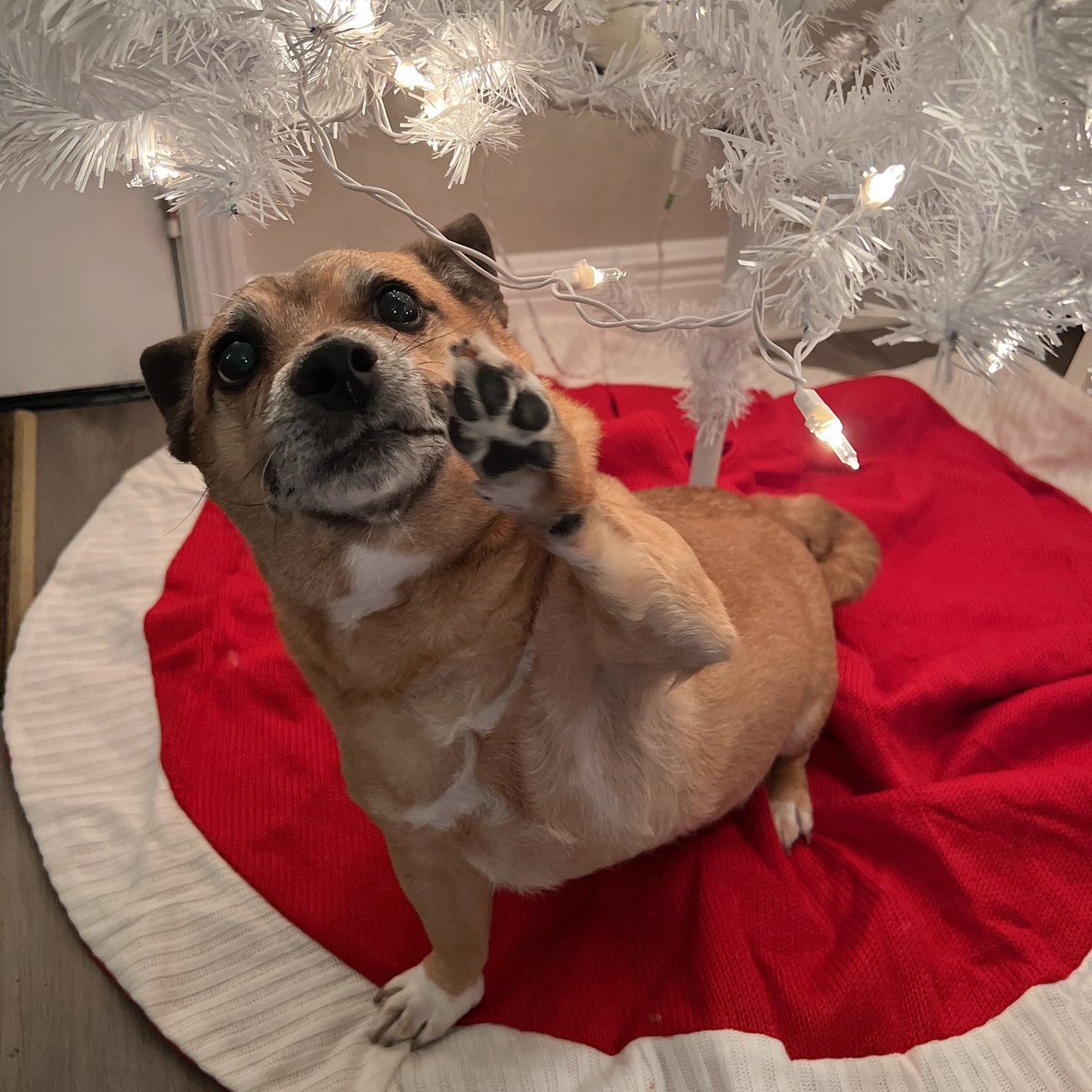 EmmieEtude's tweet photo. Pls help I have a 2.5k vet bill to pay now 🥲 my baby is going to have an emergency surgery on Friday, and I’ve been an emotional wreck.

 I need as much work as I can get… https://t.co/sNcvTk9j4O