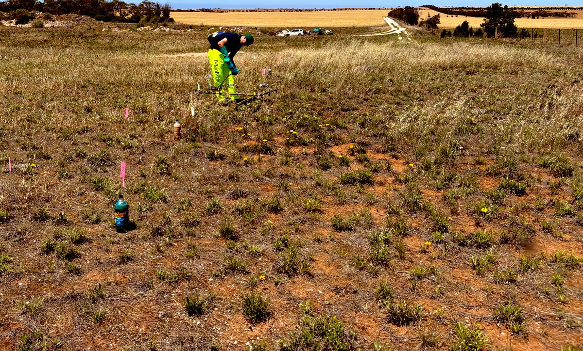 Gazania control, sequential trial over two years, focused on optical sprayer technology treatments. Positive results. Application conditions are king!