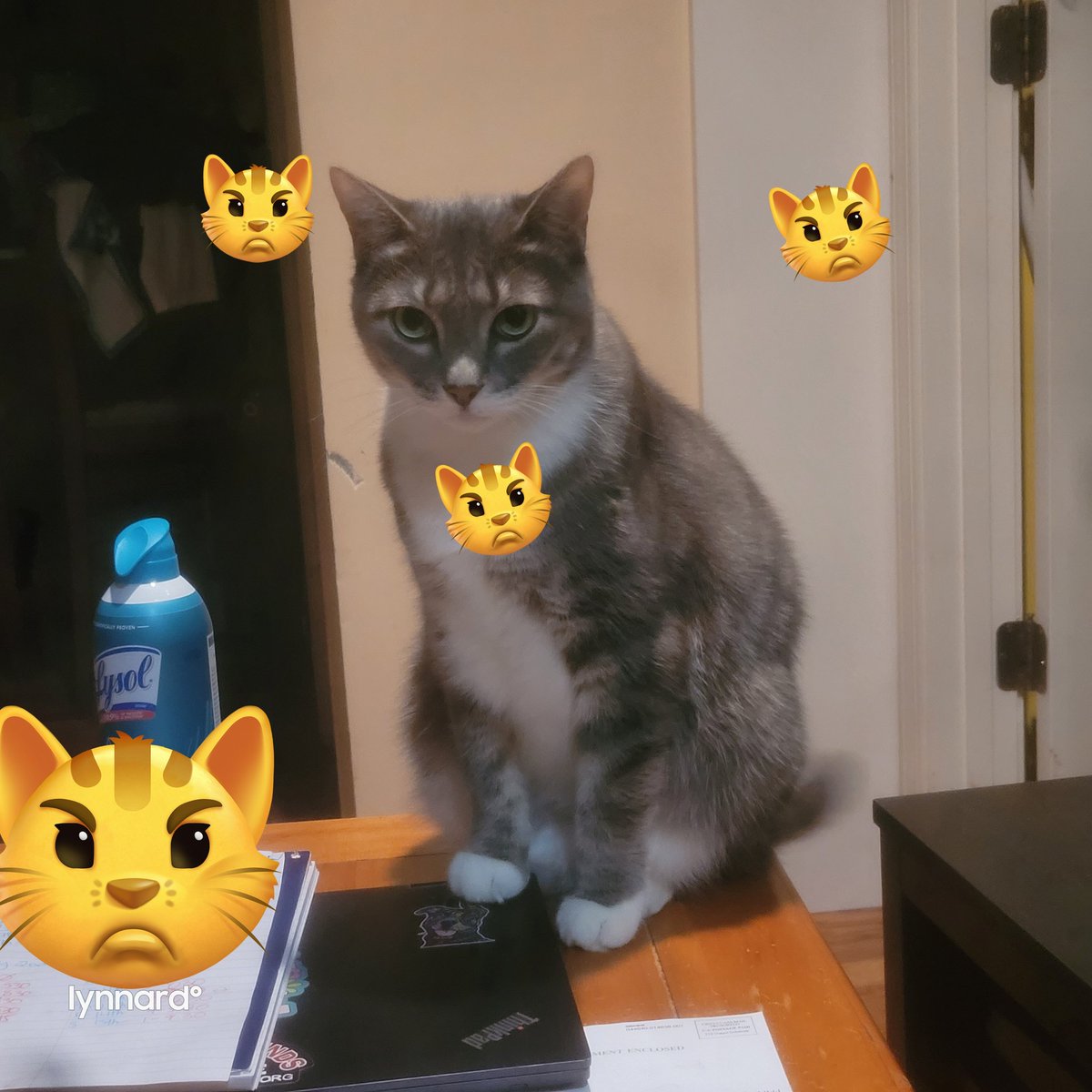 lynnslagle42's tweet photo. Rosa....... why you got to be so serious!!??  Hey peets on the other hand 😍🥰 #edgarsfamily #edgarssissy #rosajuneparks #littleweirdo #soseriousallthetime #whatdididotoyou https://t.co/ZjYJLSBr1j