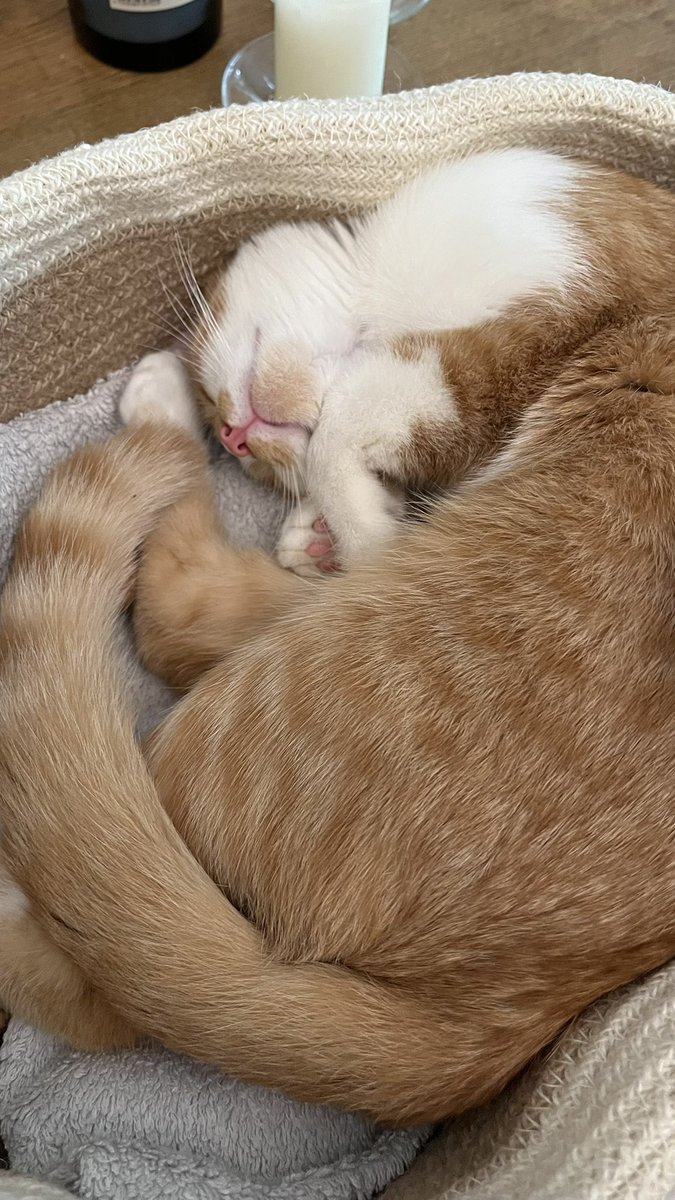 gimme_dat_supra's tweet image. 猫