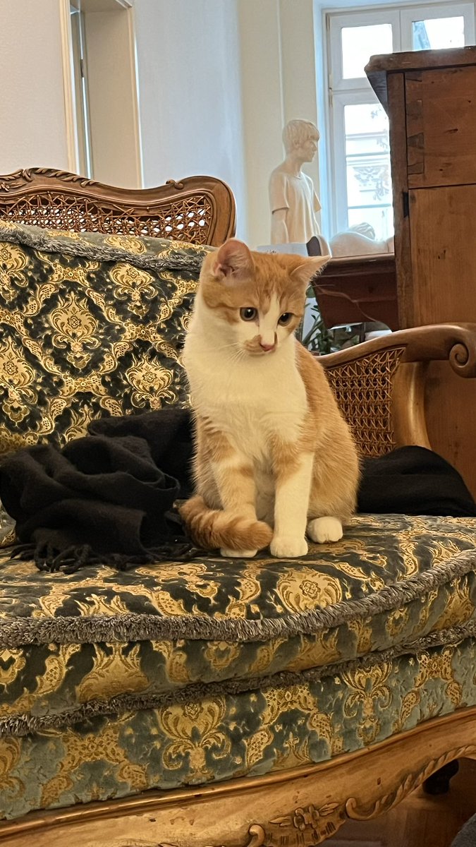 gimme_dat_supra's tweet image. 猫