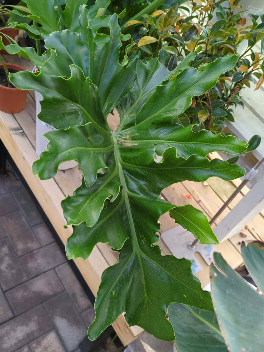 perfectlove1967's tweet photo. 1月28日 火曜日 (*´▽`*)♬*゜

#PhilodendronSelloum

#セローム

#LeafLover

#葉っぱ好き https://t.co/0LQXXmyXPT