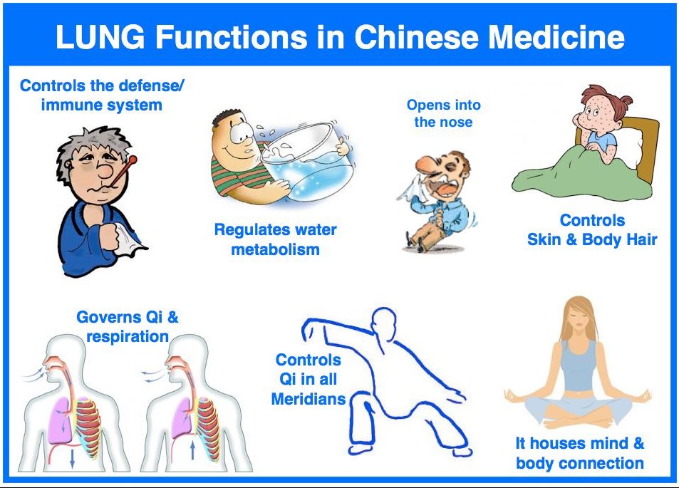 AcuProAcademy's tweet photo. 🫁 Let's review Lung functions in #TCM!
🌱If you enjoyed my graphics, check out my "Chinese Medicine Made Easy" PDF or hard copy (an illustrated guide to TCM foundation & Diagnosis) here:
https://t.co/aVQk9699UW
#chinesemedicine #acupuncturestudent https://t.co/XTgnzBhj5K