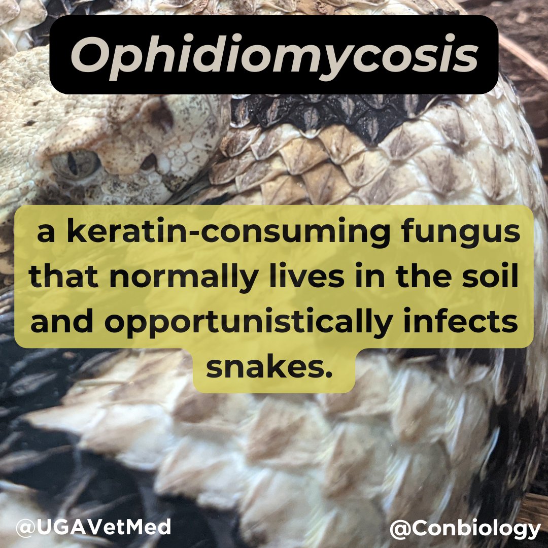ConBiology's tweet photo. ๐๐Today marks the start of the #YearoftheSnake! ๐ So let's make today's #WordoftheWeek about #SnakeConservation- #Ophidiomycosis.
#conservation #science #Lunarnewyear #happylunarnewyear #STEM #Stemwords https://t.co/bUeJa0UyA7