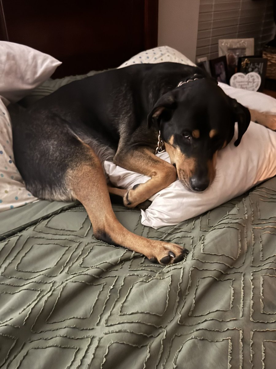 tyndmbbtnr's tweet photo. Who else has a dog that tells you when it’s bed time! This dog is just too much sometimes. You would swear she is human and homeless. Good night all have a great night and #GoTom , good luck to #TulsiGabbard and #KashPatel , and for good measure #zelena lol https://t.co/WRStPidlU0