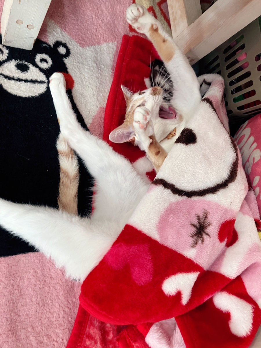 kumamototaxi's tweet photo. 暗いニュースが多いから、リプにかわいい皆様のご家族様(ペット)を貼ってください。

子供さんとか、個人情報がわかる奴はダメですよ！ https://t.co/FOFjDUWwMd