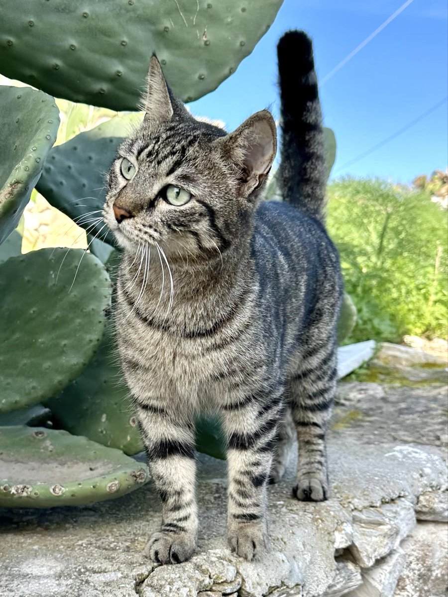 Cats of Iraklia tweet media