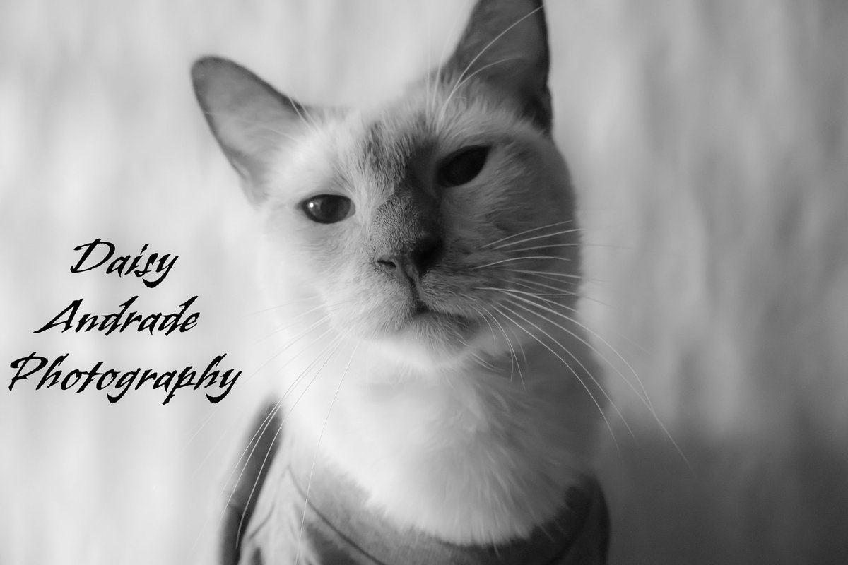 daisyphotolove's tweet image. Mr cutie teddy bear Model Max 🤍🥰🐾📷🧸🩶 #daisyandradephotography #modelcat #max  #catmodel #furbabies #California #trending  #abc7eyewitness #abc7community #catphotography #teddybear #catportrait #petphotography #catpose #petportrait #photooftheday #blackandwhitephotography