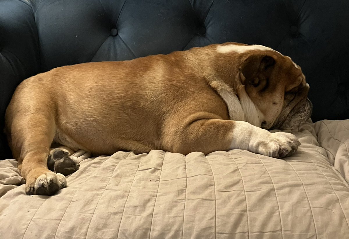 SirTappenden's tweet photo. In the world of Nan nights 🐾😴💤 https://t.co/4K1oMIOLHX
