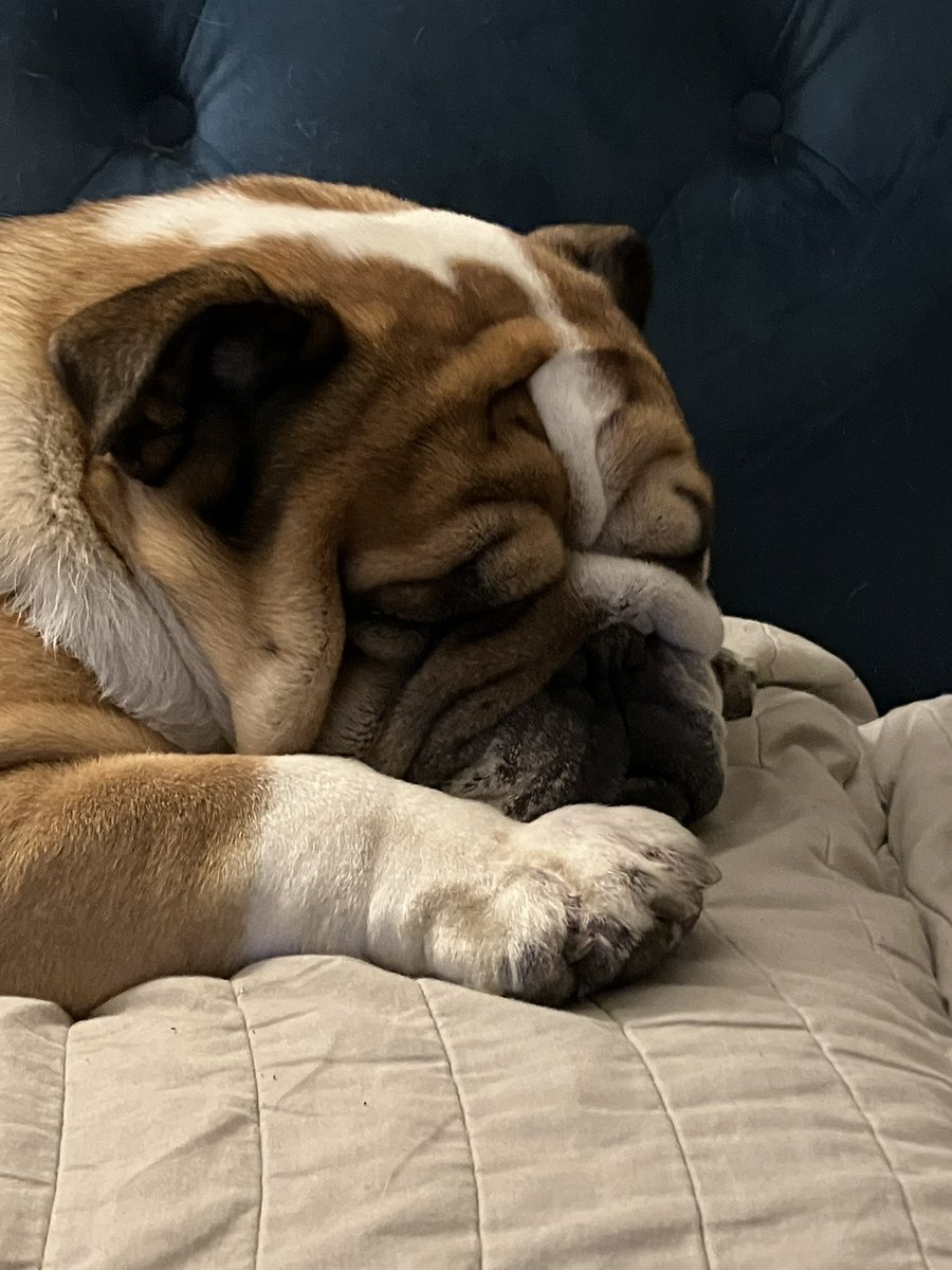 SirTappenden's tweet photo. In the world of Nan nights 🐾😴💤 https://t.co/4K1oMIOLHX