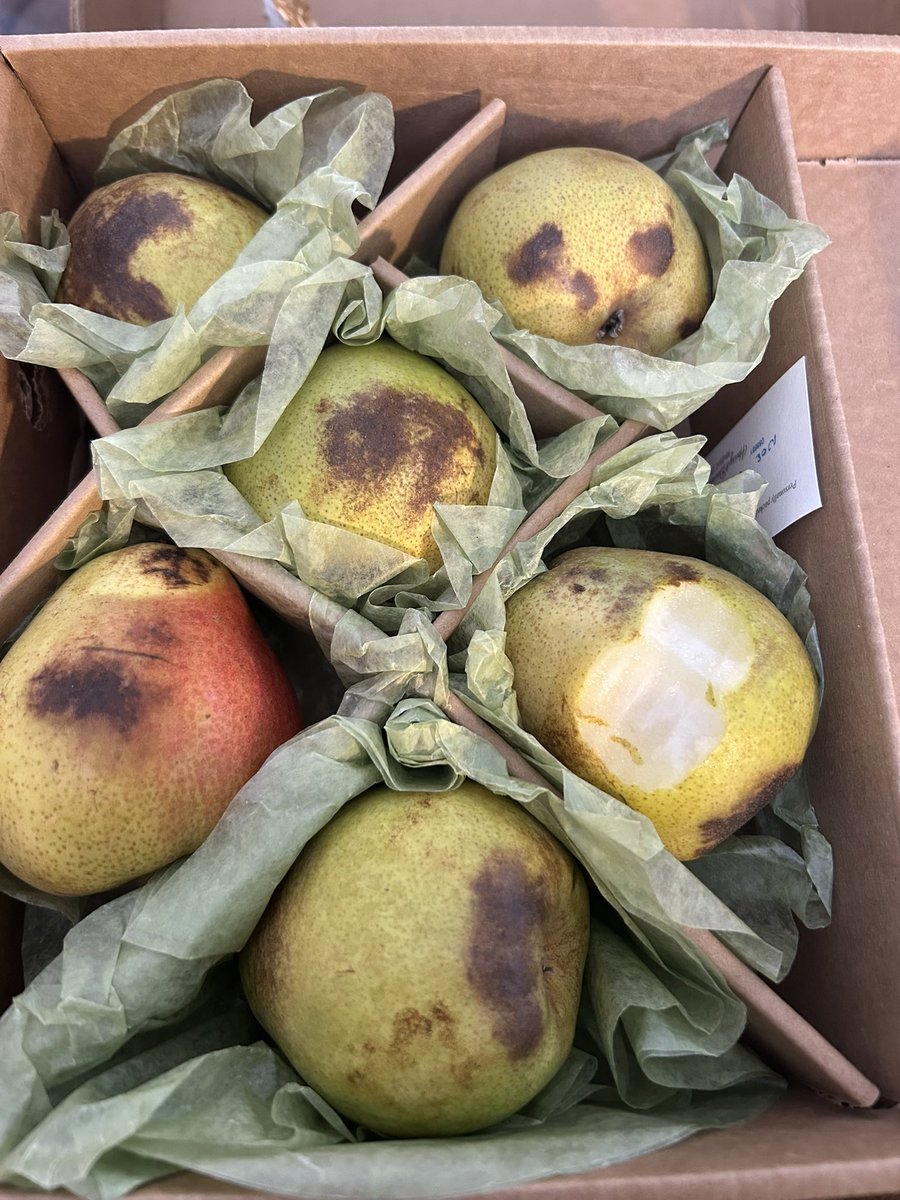 LDubs84's tweet photo. Make sure you and everyone you know NEVER orders from @HarryandDavid! The images below were a replacement gift sent to a client. Rotten &amp; frozen, much like their customer service. Extremely disappointing and embarrassing. #HarryandDavid https://t.co/mEEqzYoU1b