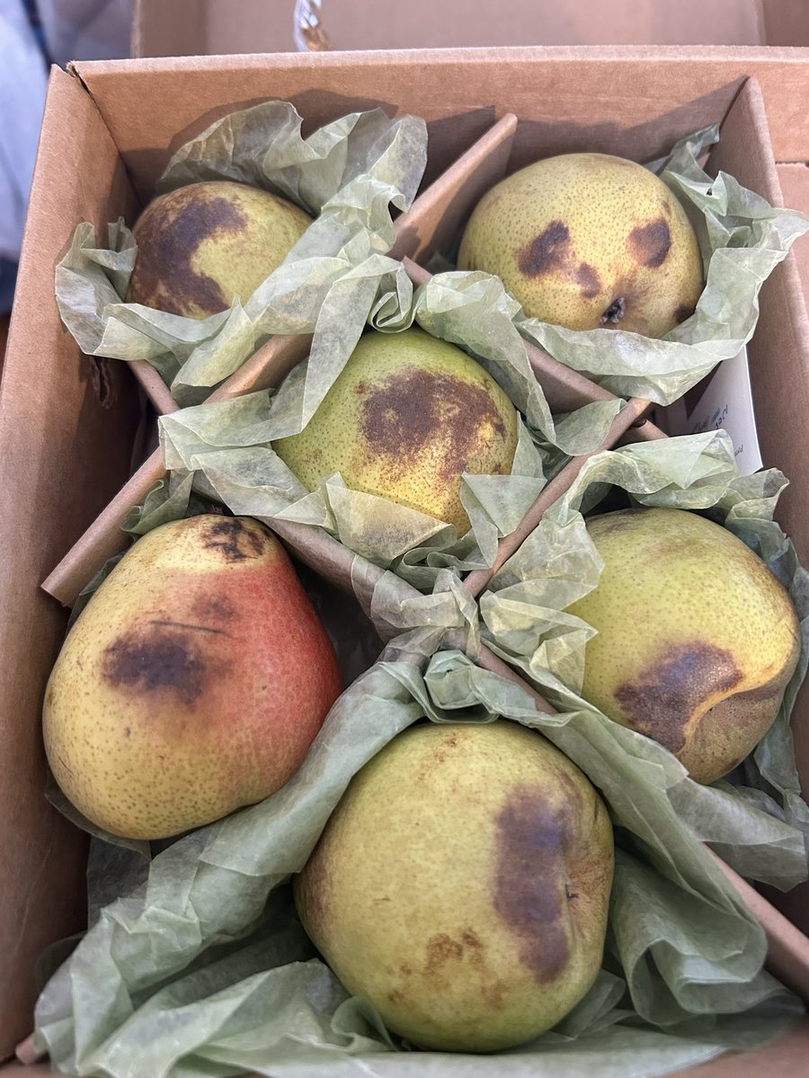 LDubs84's tweet photo. Make sure you and everyone you know NEVER orders from @HarryandDavid! The images below were a replacement gift sent to a client. Rotten &amp; frozen, much like their customer service. Extremely disappointing and embarrassing. #HarryandDavid https://t.co/mEEqzYoU1b