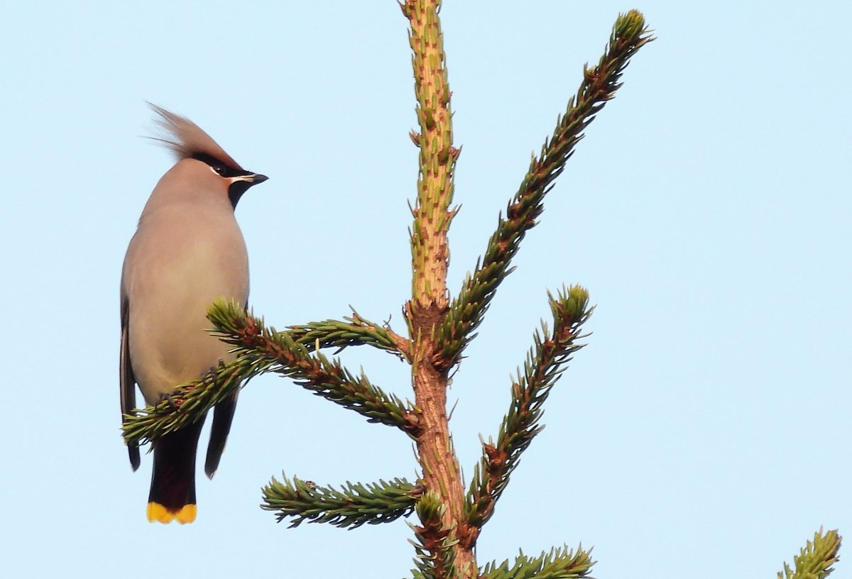 Tähystäjä tarkkana! #memories #tilhi #kuusenlatvassa